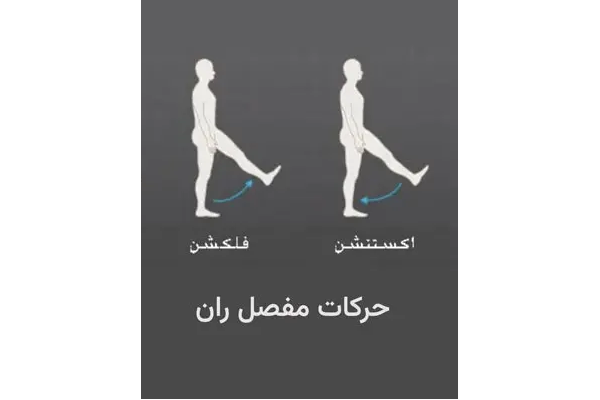 آناتومی لگن